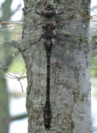 Taper-tailed Darner